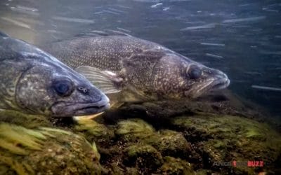 Spawning Walleyes — Up Close and Personal