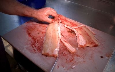 Filleting Pike: Boneless & Ready for Canadian Transport