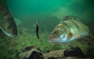 The Impact of Invertebrates on Perch and Walleye Fishing