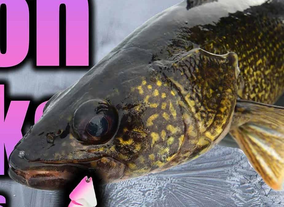 Walleye Spoons: Souped-Up Tips and Mods