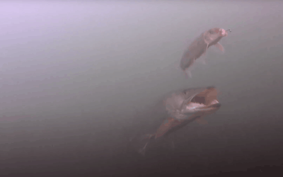 Underwater Footage of a Fall Musky Following a Sucker Rig