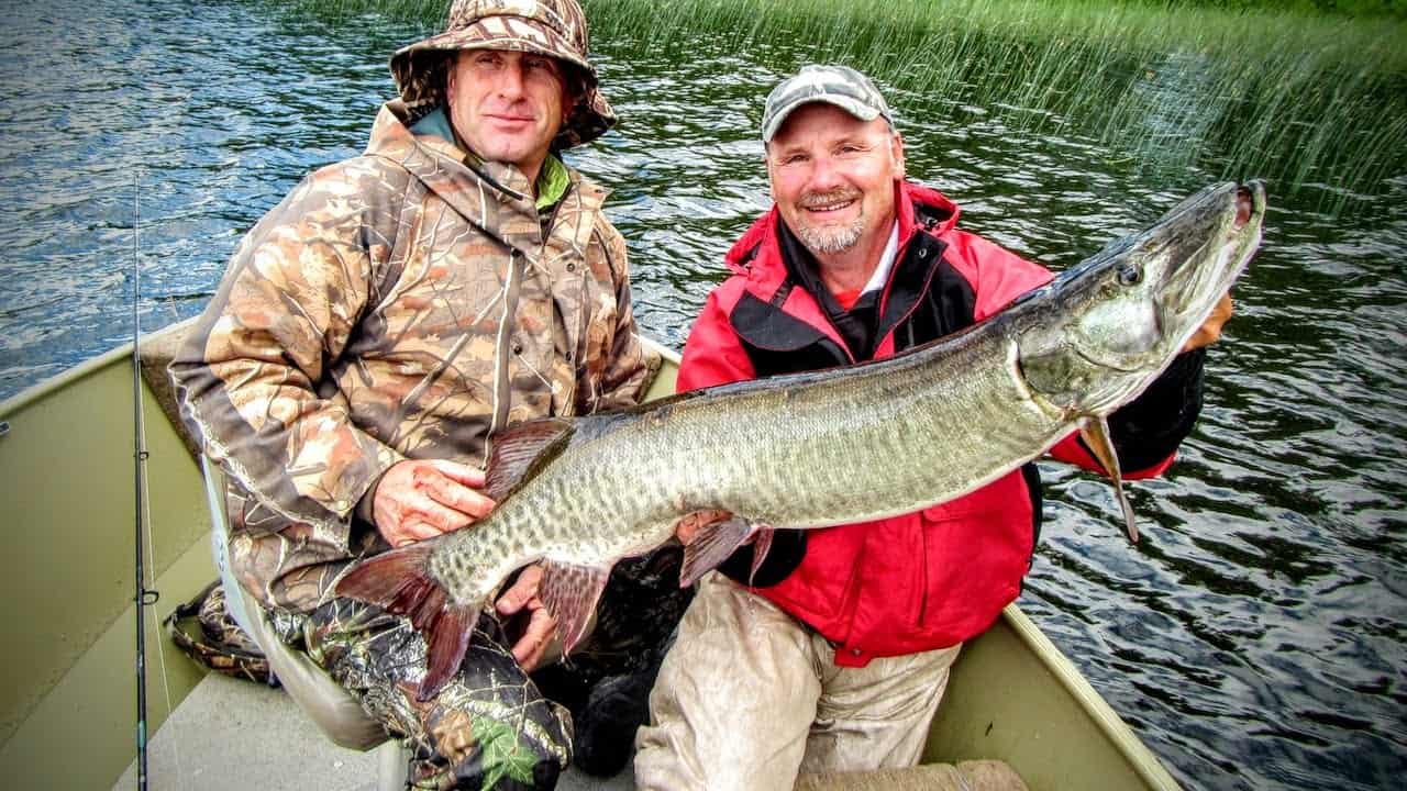 Early July Lake Vermilion Musky Fishing Report