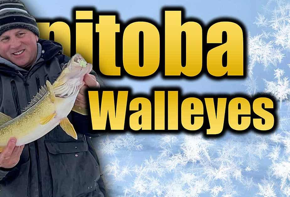 Manitoba walleyes